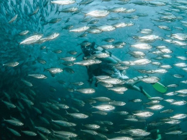 mergulho-cilindro-noronha-5