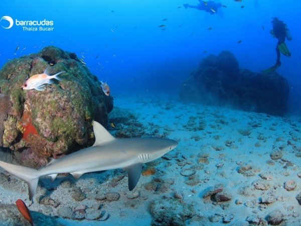 mergulho-cilindro-noronha-7